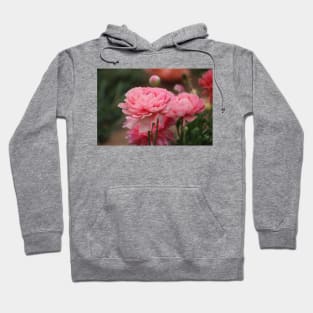 Peony Pink Ranunculus Closeup Hoodie